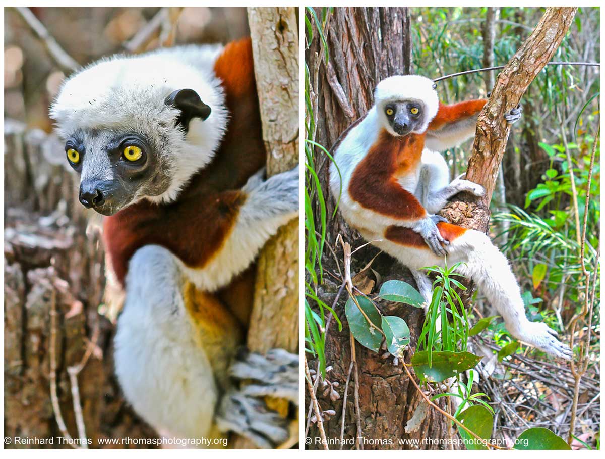 Madagascar Lemurs  by Reinhard Thomas ©