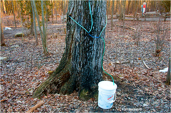 Maple syrup draining into a plastic pail by Karl Berdan ©