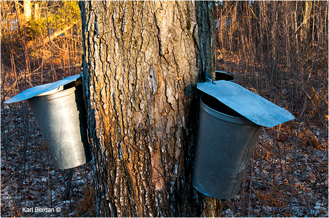 Buckets hanging from Maple tree by Karl Berdan ©