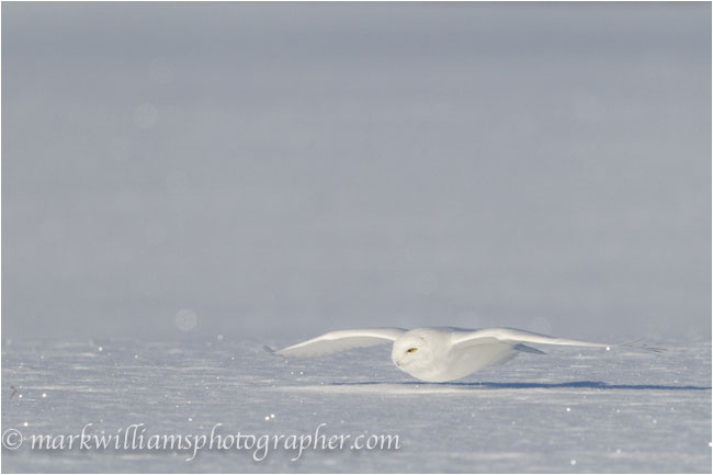 adult male snowy owl skimming the ground by Mark Williams ©