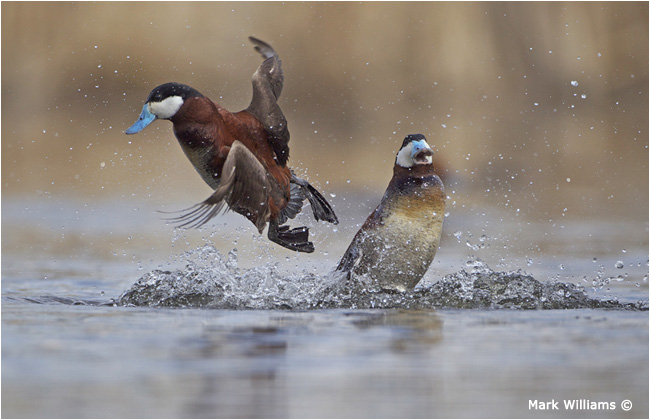 Ruddy Ducks Fighting by Mark Williams