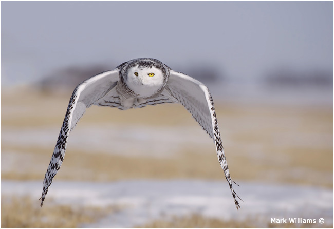 Oncoming snowy owl by Mark Williams ©