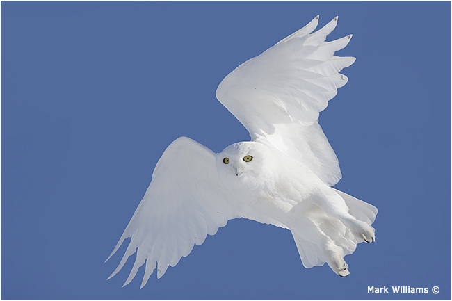 Male Snowy Owl in flight by Mark Williams ©