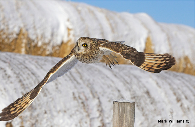 Short Eared Owl in Flight by Mark Williams ©