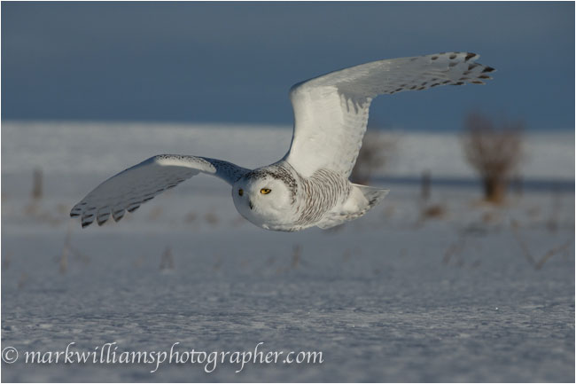female snowy owl taken with wide angle lens by Mark Williams ©
