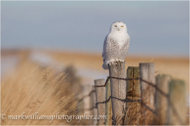 Immature male snowy owl on fence post by Mark Williams ©