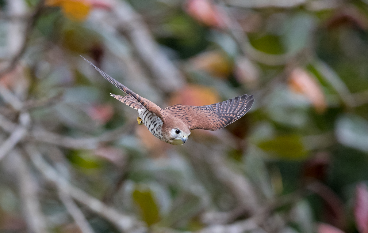 Male Kestral in flight by Mark Williams ©