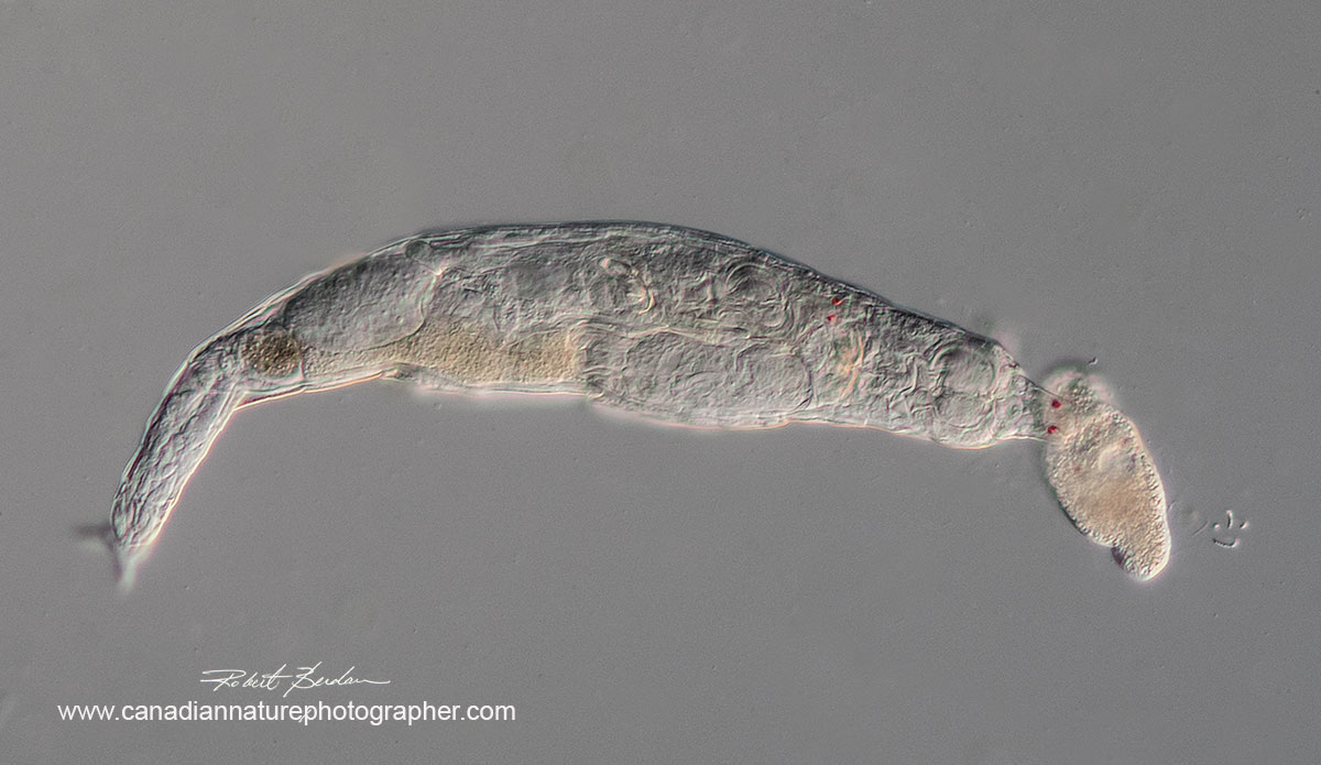 Bdelloid rotifer encountering a ciliate by Robert Berdan ©
