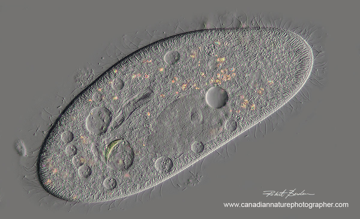 Paramecium caudatum photographed with Differential Interference microscopy 400X DIC by Robert Berdan ©