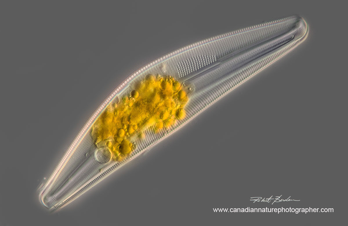 Cymbella species of Diatom by Robert Berdan ©