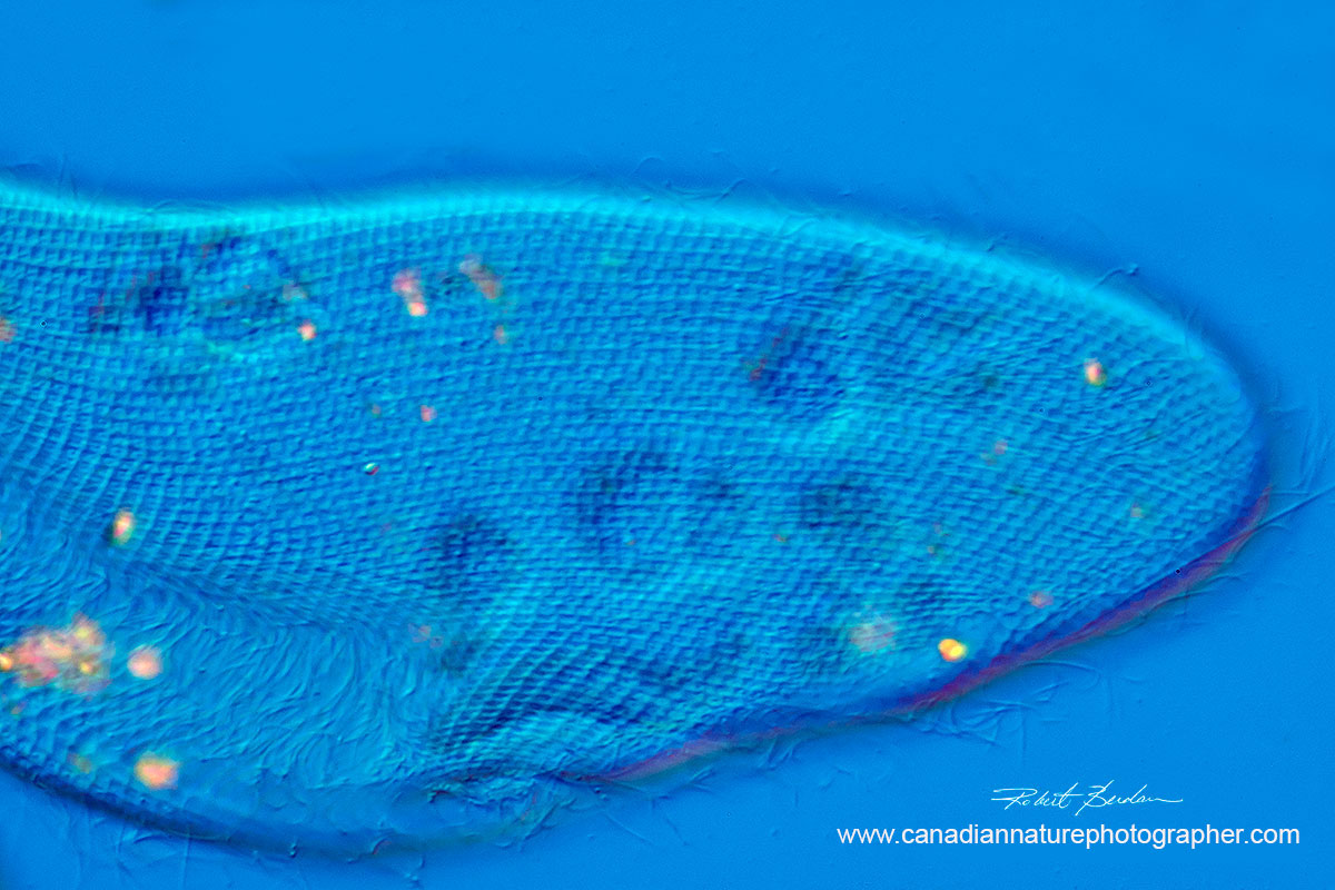 Pellicle of a Paramecium 600X using DIC microscopy by Robert Berdan ©