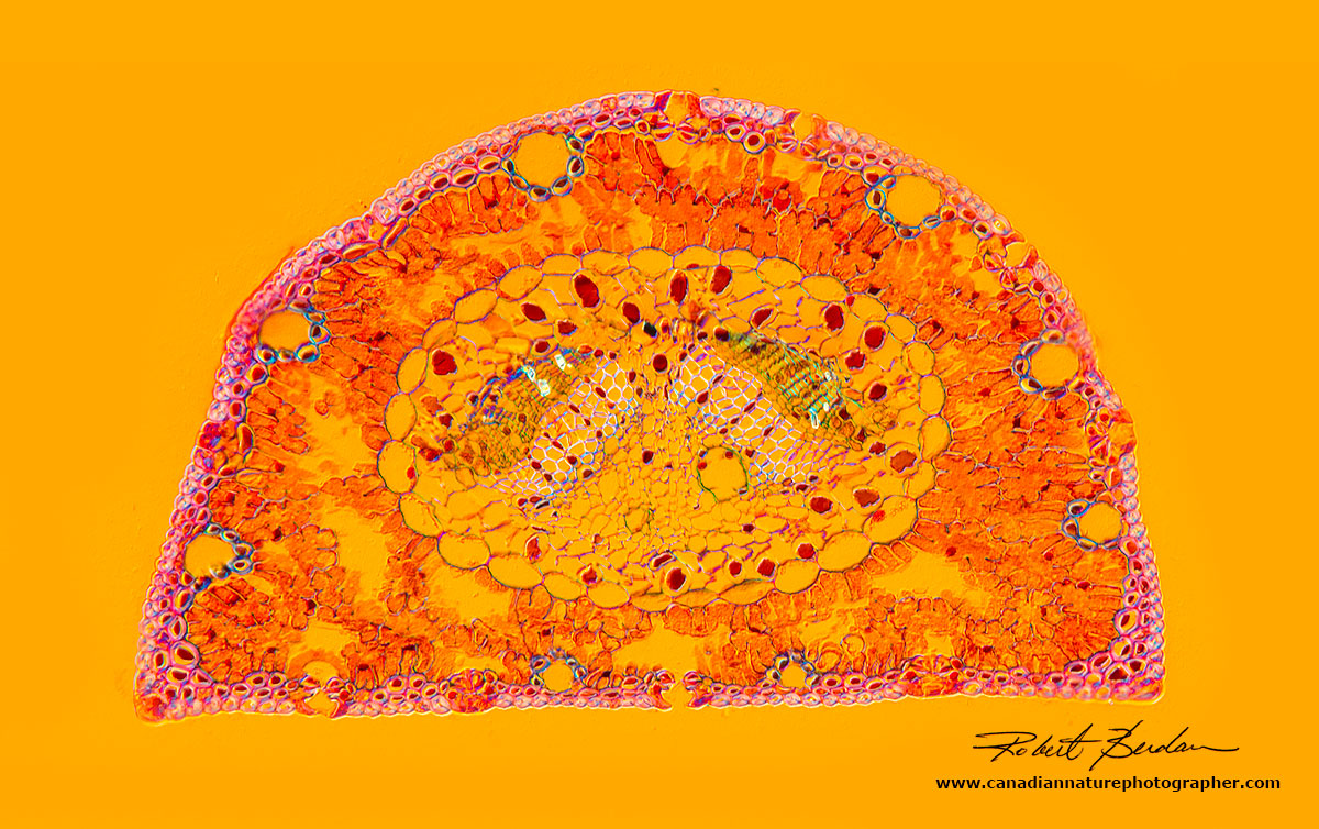 Cross section of a pine needle with DIC microscopy 100X by Robert Berdan ©