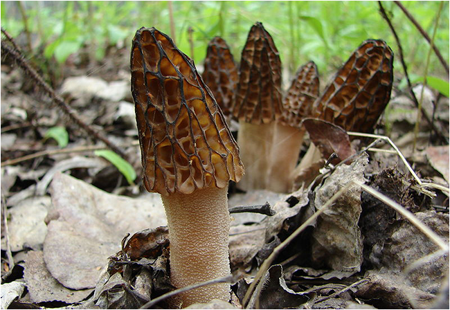 Wild Mushroom Spores Morel Bolete Chanterelle Maitake Oyster Spore Grow Kit 