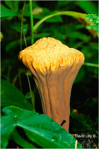 Unidentified fungi David Lilly ©