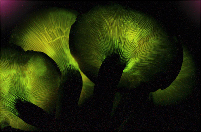 Bioluminscent fungi