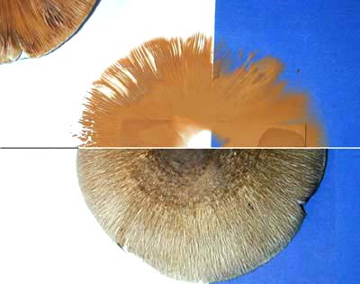 Mushroom spore print