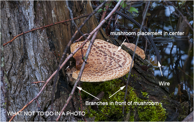 How not to photograph a mushroom R. Berdan ©