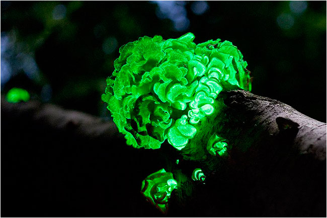 bioluminescent fungi Panellus stipticus 