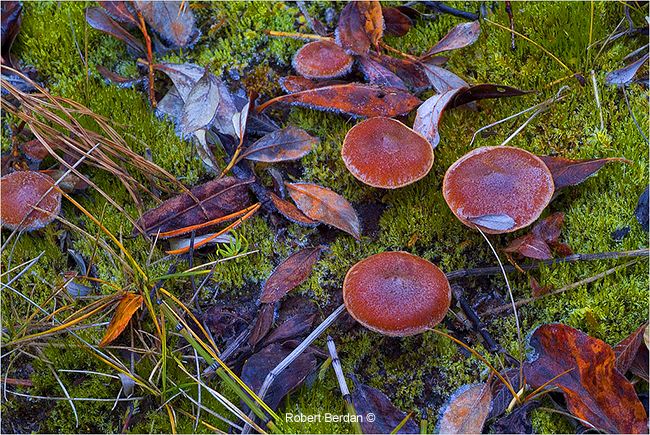 Little brown mushrooms Wedge Pond Kananaskis, Ab by Robert Berdan ©