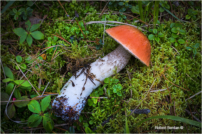 Mushroom side view by Robert Berdan 
