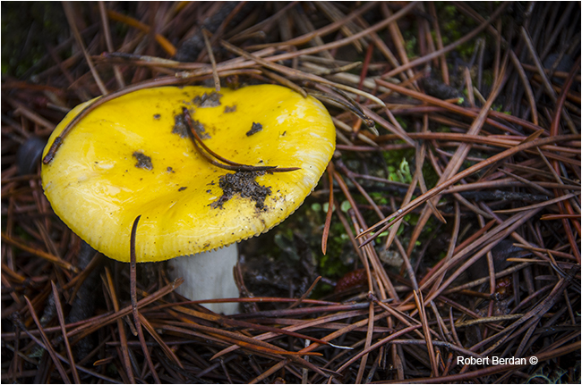 Yellow capped gilled mushroom possibly Yellow Russula by Robert Berdan ©