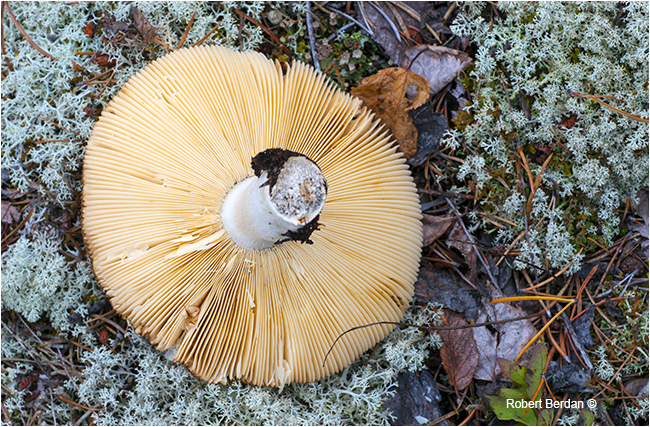 Gilled mushroom showing gills by Robert Berdan ©