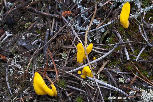 Yellow fairy Fan Spathularia flvida, earth tongue by Robert Berdan Yellowknife, NT by Robert Berdan ©