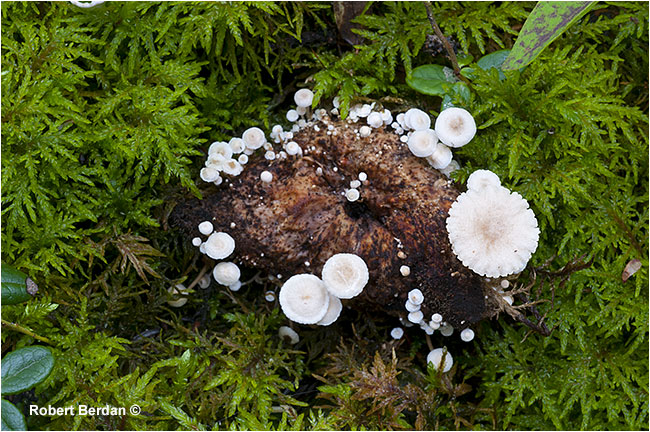 White mushrooms growing on anothe rmushroom Prelude territorial park by Robert Berdan ©