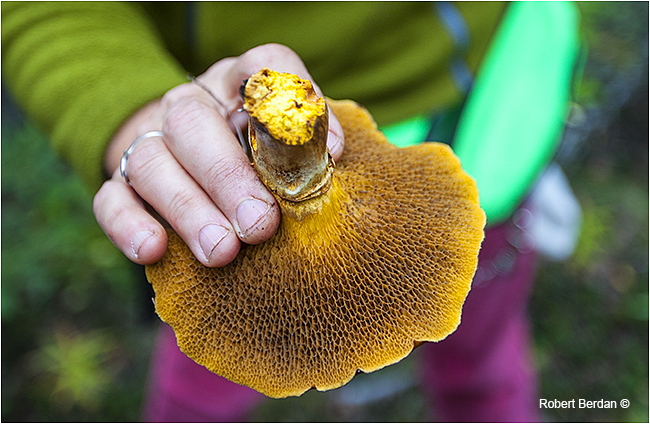Boletus mushroom showing pores by Robert Berdan ©