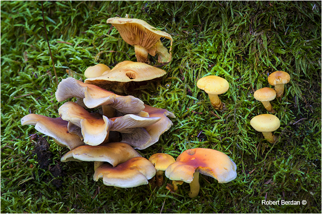 Unidentified mushrooms by Robert Berdan ©