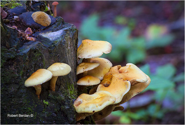 Gilled mushroom growing on dead tree by Robert Berdan ©