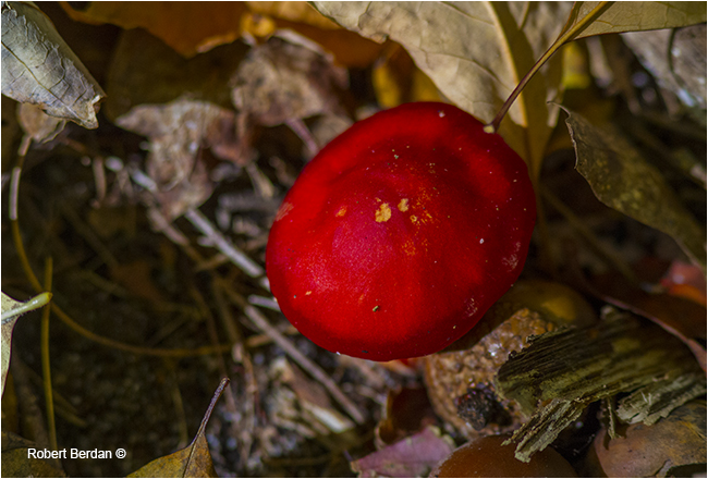 Red capped mushroom by Robert Berdan ©