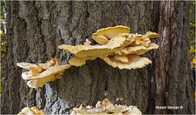 Chicken of the woods polypore by Roberty Berdan ©