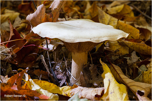 Mushroom side view by Robert Berdan ©
