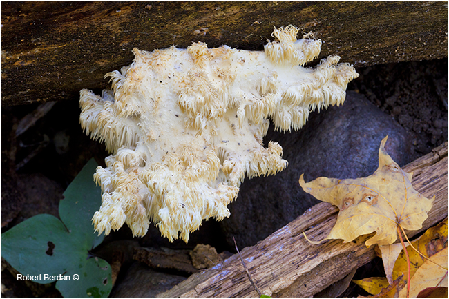 Hericuium abietis, Conifer coral mushroom by Robert Berdan ©