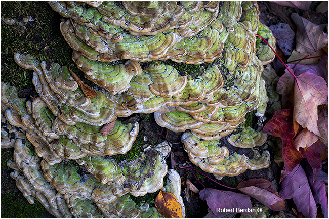 Turkey tail polypore with algae by Robert Berdan ©