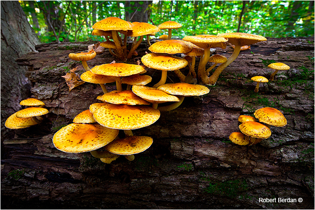 Golden Scally cap mushroom, Pholiota aurivella by Robert Berdan ©