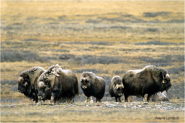 Muskoxen herd by Dr. Wayne Lynch ©