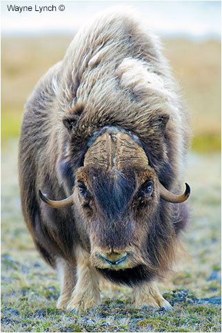 Bull Muskox by Dr. Wayne Lynch ©