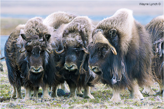 Muskoxen Herd by Dr. Wayne Lynch ©