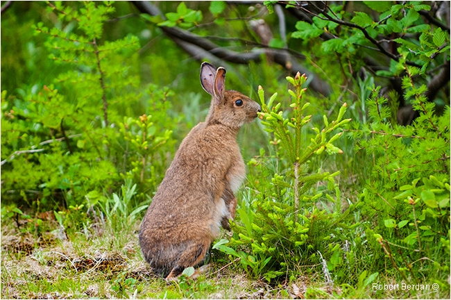 Snowshoe hare Newfoundland by Robert Berdan ©