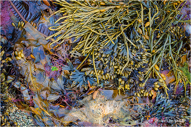 Seaweed Gros Morne National Park by Robert Berdan ©