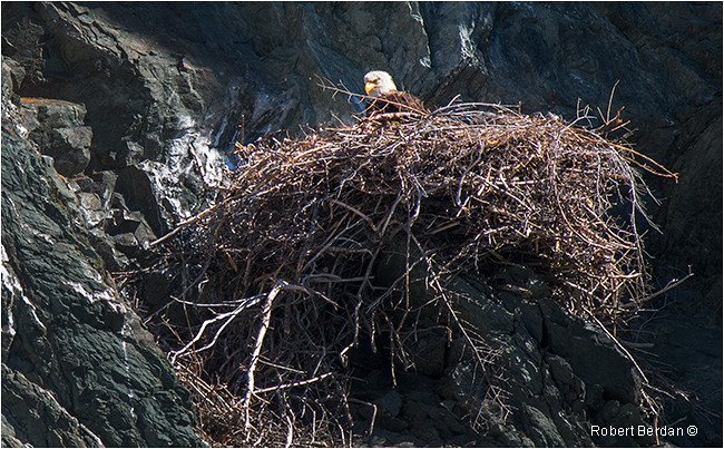 Eagles nest on cliffside below the Longpoint Lighthouse Twillingate Newfoundland by Robert Berdan ©