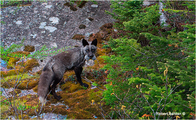 Fox with Vole Newfoundland by Robert Berdan ©