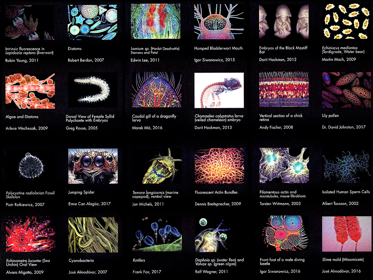 Thumbnails showing photomicrographs in the exhibit the tree of life