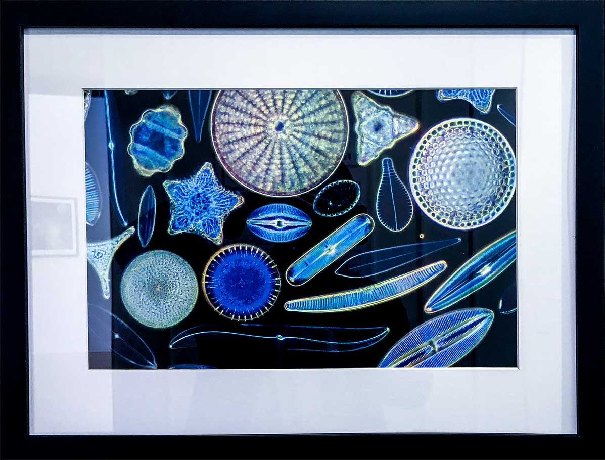 Diatoms taken with Darkfield microscopy by Robert Berdan ©