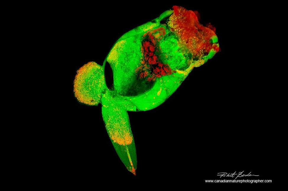 Brachionus manjavas rotifer fluorescence microscopy Robert Berdan ©