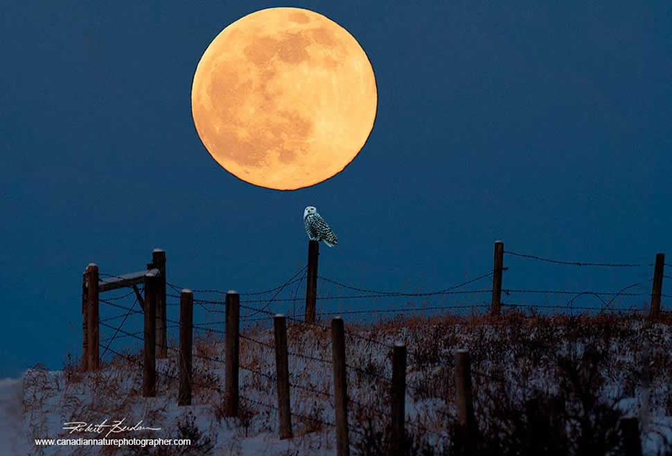 Snowy owl and full moon focus stack Robert Berdan ©