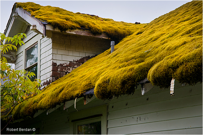 Moss on roof in Ocean falls by Robert Berdan ©