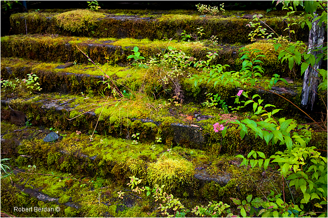 Mossy steps Ocean Falls by Robert Berdan ©